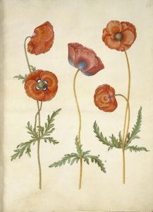 Papaver rhoeas (jyväunikko) tekijältä Hans Simon Holtzbecker