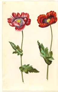 oopiumiunikko (oopiumunikko) tekijältä Hans Simon Holtzbecker