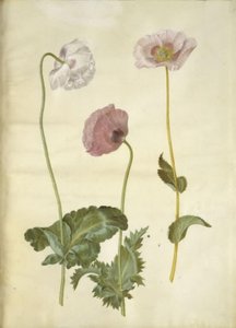 oopiumiunikko (oopiumunikko) tekijältä Hans Simon Holtzbecker