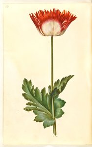 oopiumiunikko (oopiumunikko) tekijältä Hans Simon Holtzbecker