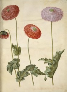 oopiumiunikko (oopiumunikko) tekijältä Hans Simon Holtzbecker