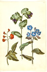 Phaseolus coccineus (kehupapu); Cerinthe major (suuri vahajuuri); Borago officinalis (tavallinen purasruoho) tekijältä Hans Simon Holtzbecker
