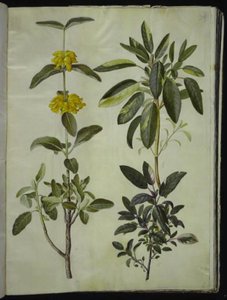 Phlomis fruticosa (tavallinen lohikäärme); Salvia officinalis (salvia) tekijältä Hans Simon Holtzbecker