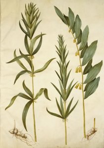 Polygonatum verticillatum (kielo seppele); Polygonatum multiflorum (suuri kielo) tekijältä Hans Simon Holtzbecker