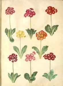 Primula × pubescens (have-aurikel) tekijältä Hans Simon Holtzbecker