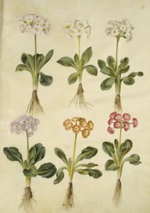 Primula × pubescens (have-aurikel) tekijältä Hans Simon Holtzbecker