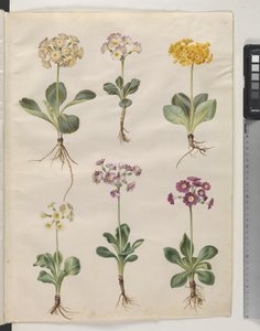 Primula × pubescens Wulfen (have-auricula) tekijältä Hans Simon Holtzbecker