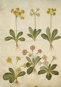 Primula veris (onttokaulainen lehmähernehybridi); Primula vulgaris (isokukkainen lehmähernehybridi) tekijältä Hans Simon Holtzbecker