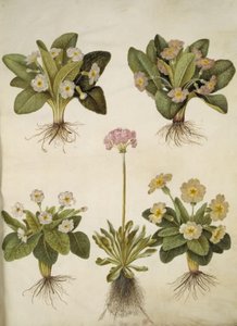 Primula vulgaris (suurikukkaisen esikoisen hybridi); Primula farinosa (kukistava lehmäherne) tekijältä Hans Simon Holtzbecker