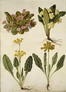 Primula vulgaris (karnevaalilukko); Primula vulgaris (suurikukkaisen esikoisen hybridi); Primula veris (onttokaulainen lehmähernehybridi) tekijältä Hans Simon Holtzbecker