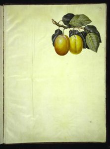 Prunus domestica (blomme) tekijältä Hans Simon Holtzbecker