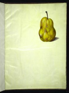Pyrus communis (yleinen päärynä) tekijältä Hans Simon Holtzbecker