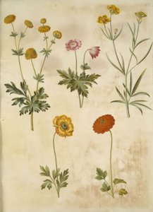 Ranunculus acris (guldknap-ranunkel); Anemone nemorosa (vuoko); Ranunculus Illyricus (aro-ranunkel); Ranunculus asiatica (have-ranunkel) tekijältä Hans Simon Holtzbecker