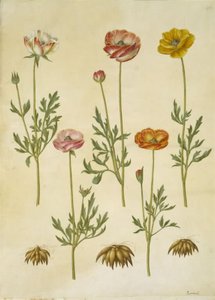 Ranunculus asiatica (have-ranunkel) tekijältä Hans Simon Holtzbecker