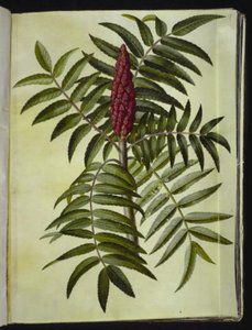 Rhus typhina (polttarit) tekijältä Hans Simon Holtzbecker