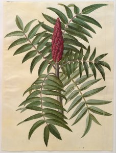 Rhus typhina tekijältä Hans Simon Holtzbecker