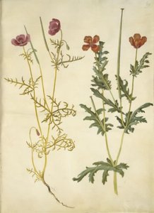 Roemeria hybrida (violetti hornvalmue); Glaucium horniculatum (rød hornskulpe) tekijältä Hans Simon Holtzbecker