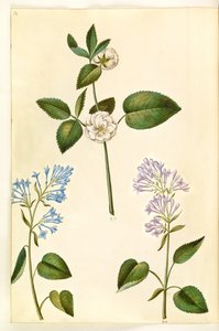 Rosa (?) (ruusu); Syringa vulgaris (tavallinen suolaheinä) tekijältä Hans Simon Holtzbecker