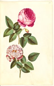 Rosa × centifolia (centifolie-ruusu); Rosa gallica versicolor ("Rosa Mundi")