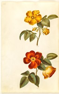 Rosa foetida (keltainen ruusu); Rosa foetida (Turkin ruusu) tekijältä Hans Simon Holtzbecker