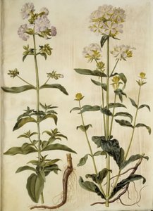 Saponaria officinalis (saippuamato) tekijältä Hans Simon Holtzbecker