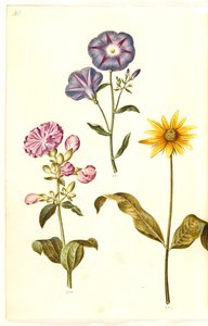 Saponaria officinalis (tavallinen saippuajuuri); Convolvulus tricolor (neiton hame); Helianthus (?) (auringonkukkalaji) tekijältä Hans Simon Holtzbecker
