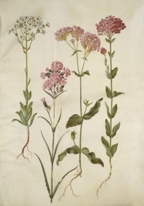 Saxifraga paniculata (kivisaksifrage); Silene viskaria (tavallinen tervan kynsi); Silene armeria (solmu-limewort); tekijältä Hans Simon Holtzbecker