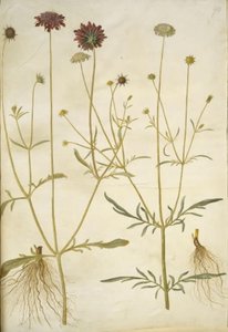 Scabiosa atropurpurea (enkeblomst); Scabiosa columbaria (kaksi skabioosia) tekijältä Hans Simon Holtzbecker