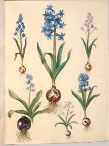 Scilla bifolia (tobladet skilla); itämainen hyasintti (almindelig hyasint); kaunis taito (himmelblå skilla) tekijältä Hans Simon Holtzbecker