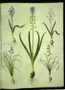Scilla bifolia (kaksilehtinen scilla); Muscari comosum (hämärähyasintti); Brimeura amethystina (Pyreneen hyasintti) tekijältä Hans Simon Holtzbecker