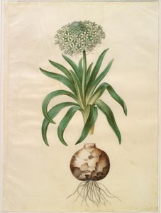 Scilla peruviana (jättiläinen scilla) tekijältä Hans Simon Holtzbecker