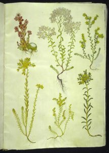 Sempervivum arachnoideum (hämähäkinverkko talosipuli); Sedum-albumi (valkoinen kivitormi); Sedum acre (pureva kivitorma); Sedum rupestre (vuoristokivi); Sedum sexangulare (kuusirivinen kivitoukka) tekijältä Hans Simon Holtzbecker
