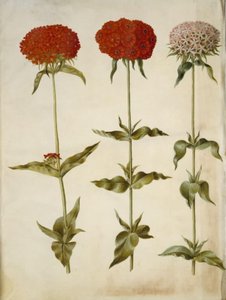 Silene chalcedonica (palava rakkaus) tekijältä Hans Simon Holtzbecker
