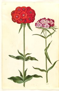 Silene chalcedonica (palava rakkaus); Dianthus barbatus (opiskelijaneilika) tekijältä Hans Simon Holtzbecker