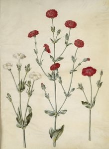 Silene coronaria (kruunumerisiili) tekijältä Hans Simon Holtzbecker
