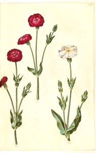 Silene coronaria (kruunumerisiili) tekijältä Hans Simon Holtzbecker
