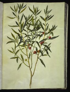 Solanum pseudocapsicum (Jerusalem-korallipuu)