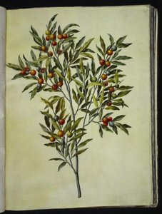 Solanum pseudocapsicum (Jerusalem-korallipuu) tekijältä Hans Simon Holtzbecker