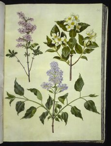 Syringa ×persica (sorrel persa); Philadelphus coronarius (fusta fragant); Syringa vulgaris (sorrel comú) finlandès tekijältä Hans Simon Holtzbecker