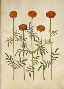 Tagetes patula (harkittu samettikukka) tekijältä Hans Simon Holtzbecker