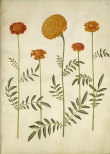 Tagetes patula (harkittu samettikukka); Tagetes erecta (pysty samettikukka) tekijältä Hans Simon Holtzbecker