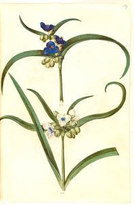 Tradescantia virginiana eller Tradescantia ohiensis (?) (blomsterjøde) tekijältä Hans Simon Holtzbecker