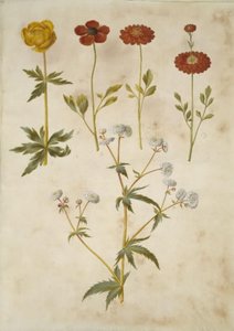 Trollius europaeus (eurooppalainen niittyluumu); Ranunculus asiaticus (puutarhaleinikuppi); Ranunculus aconitifolius (hopeanappileinikuppi) tekijältä Hans Simon Holtzbecker