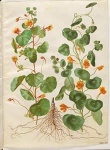Tropaeolum minus (pieni kukkakrassi) tekijältä Hans Simon Holtzbecker