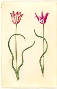 Tulipa clusiana (clusius-tulppaani) tekijältä Hans Simon Holtzbecker