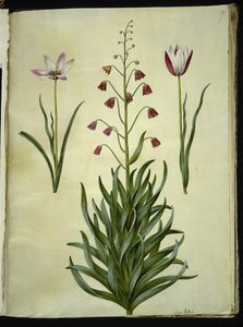 Tulipa clusiana (clusius-tulipan); Fritillaria persica (persisk fritillaria) tekijältä Hans Simon Holtzbecker