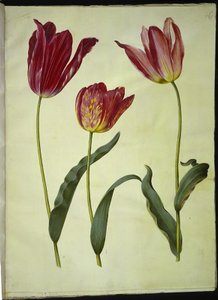 Tulipa gesneriana (have-tulppaani) tekijältä Hans Simon Holtzbecker
