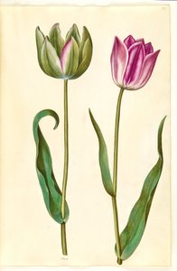 Tulip Gessneriana (ara-Tulipa)finès