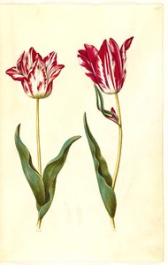 Tulipa gesneriana (have-tulppaani) tekijältä Hans Simon Holtzbecker