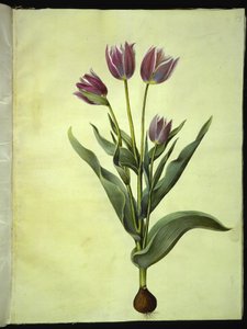 Tulipa gesneriana (have-tulppaani) tekijältä Hans Simon Holtzbecker